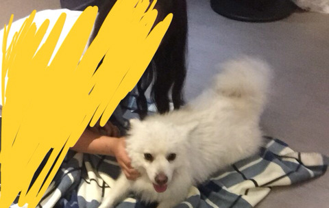 한파에 살아남아 구조된 겨울이가 봄이 오는 것을 볼 수 있게 도와주세요ㅠㅠ | 인스티즈