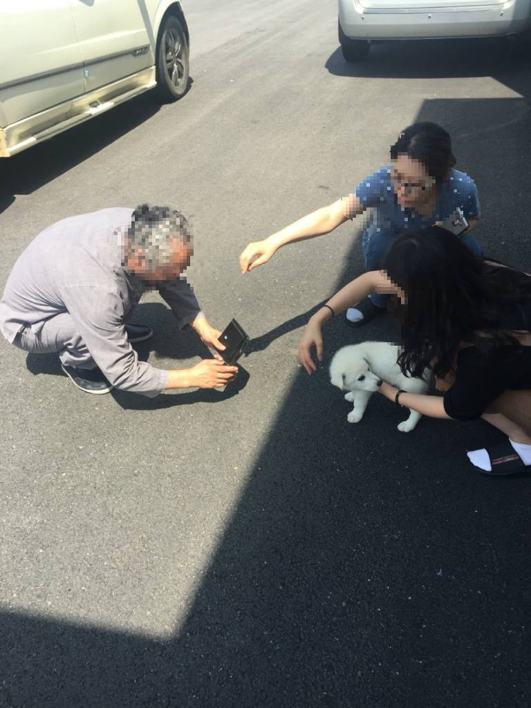 길거리 아기 댕댕이 금주 마지막 현황 (부제 : 10일뒤에 입사 결정..) | 인스티즈