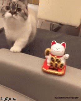 나도 할수 있다냥.gif | 인스티즈