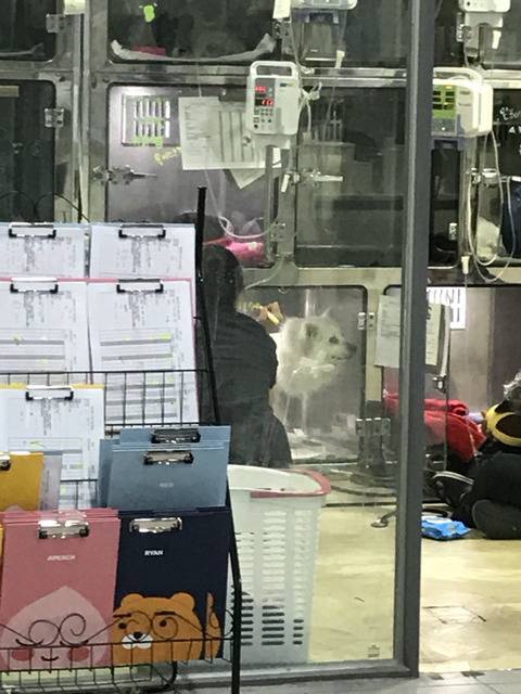 한파에 살아남아 구조된 겨울이가 봄이 오는 것을 볼 수 있게 도와주세요ㅠㅠ | 인스티즈