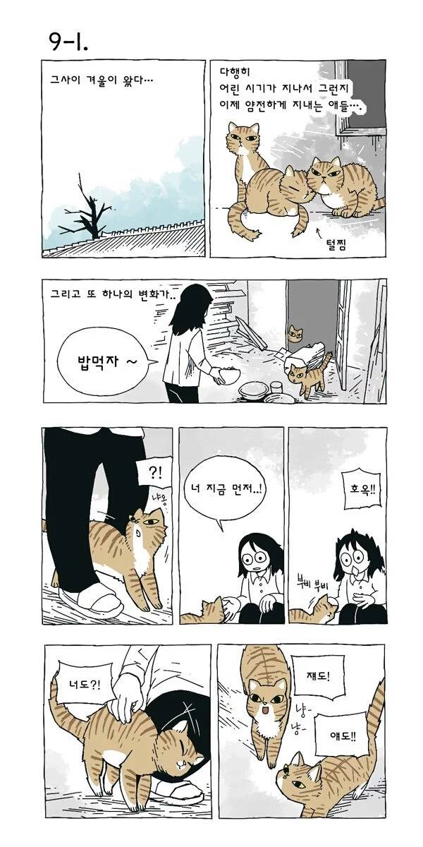 고양이 여덟마리와 사는만화 | 인스티즈