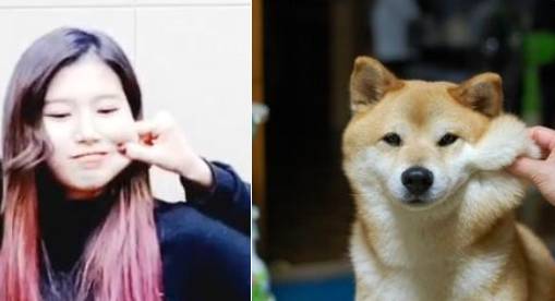 댕댕이닮은 사나 모음 | 인스티즈