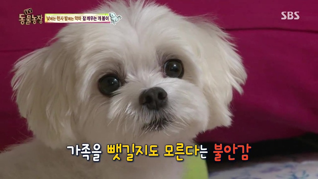 [동물농장] 새식구 들어온 후 우울해진 봄이.jpg | 인스티즈