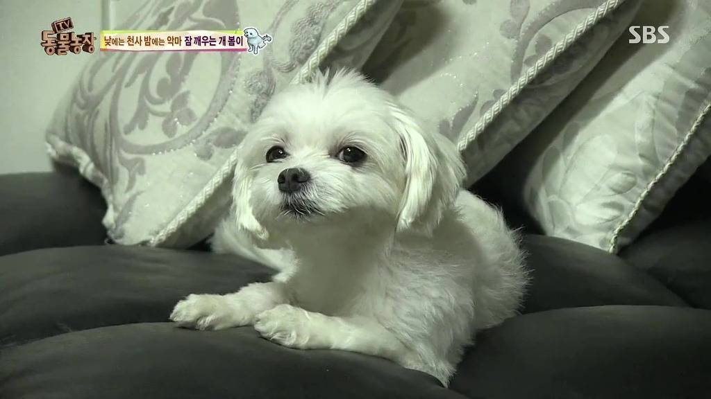 [동물농장] 새식구 들어온 후 우울해진 봄이.jpg | 인스티즈