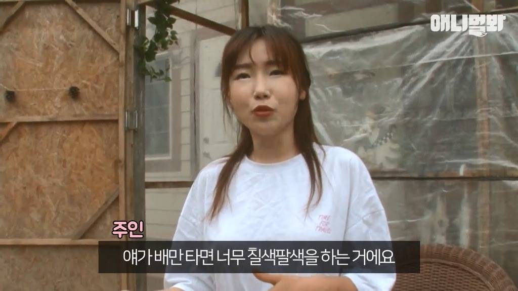 혼자 버스타고 지인 만나러가는 강아지 | 인스티즈