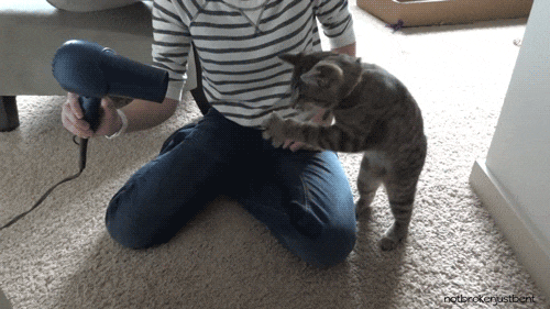 고양이의 이상한 행동 | 인스티즈