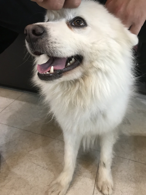 한파에 살아남아 구조된 겨울이가 봄이 오는 것을 볼 수 있게 도와주세요ㅠㅠ | 인스티즈