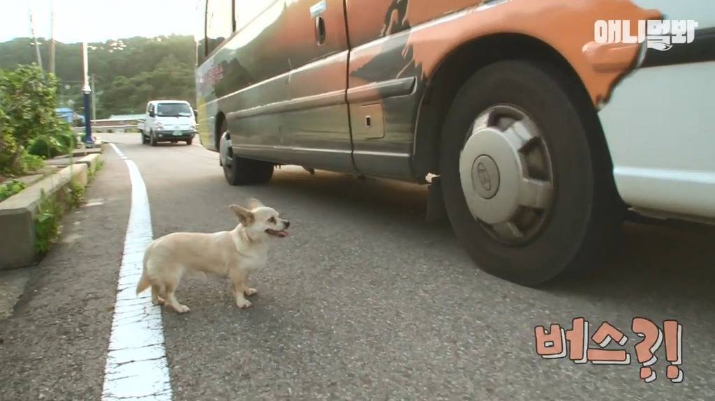 혼자 버스타고 지인 만나러가는 강아지 | 인스티즈