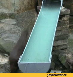 수달의 워터파크 (심쿵주의) | 인스티즈