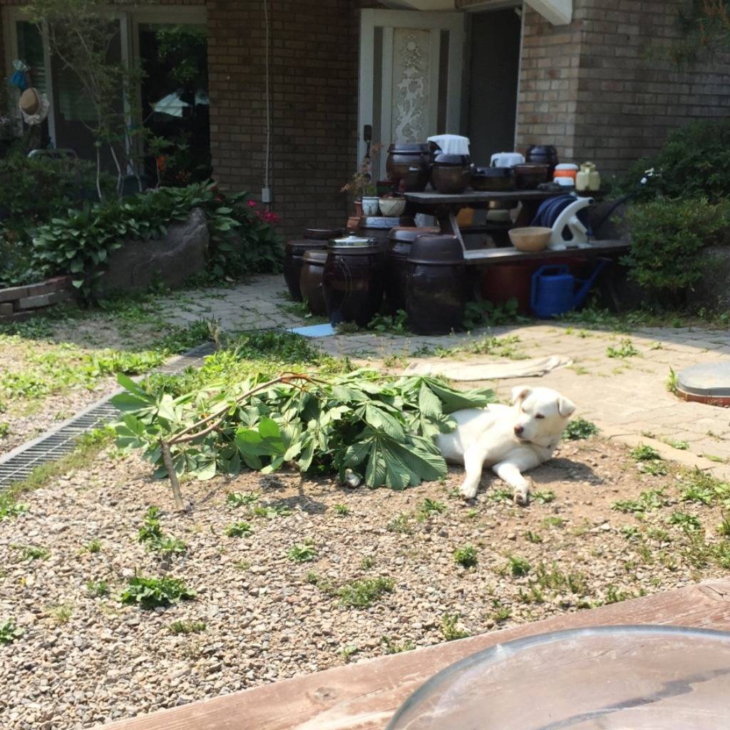 나뭇잎 이불 덮고 시원하게 낮잠자는 댕댕이 | 인스티즈