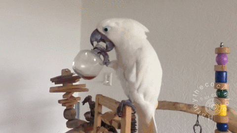 앵무새의 지능 | 인스티즈