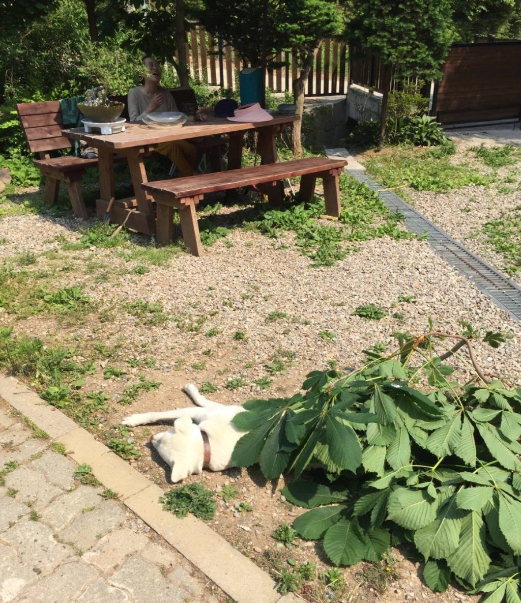 나뭇잎 이불 덮고 시원하게 낮잠자는 댕댕이 | 인스티즈