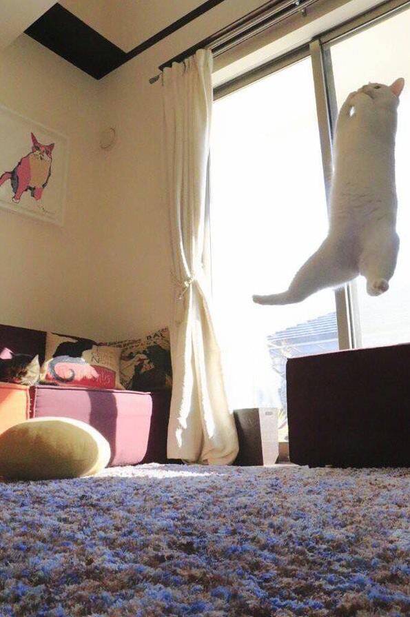 나만 없어 고양이 나만... | 인스티즈