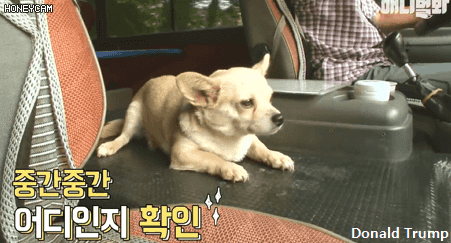 혼자 버스타고 지인 만나러가는 강아지 | 인스티즈