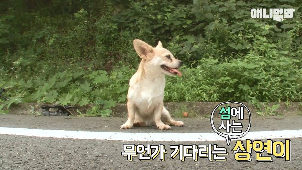 혼자 버스타고 지인 만나러가는 강아지 | 인스티즈