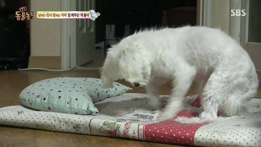 [동물농장] 새식구 들어온 후 우울해진 봄이.jpg | 인스티즈