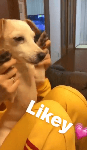 모모가 키우는 강아지 특징.gif | 인스티즈