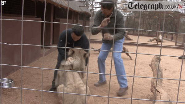 사자가 인간이랑 놀아주면 어떻게되나.gif | 인스티즈