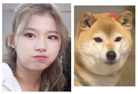 댕댕이닮은 사나 모음 | 인스티즈