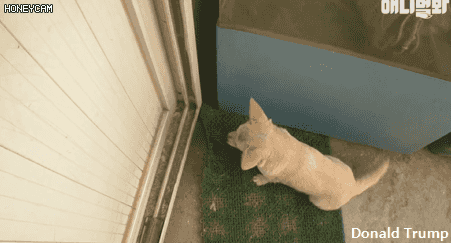 혼자 버스타고 지인 만나러가는 강아지 | 인스티즈