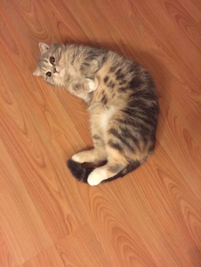 나만 없어 고양이 나만... | 인스티즈