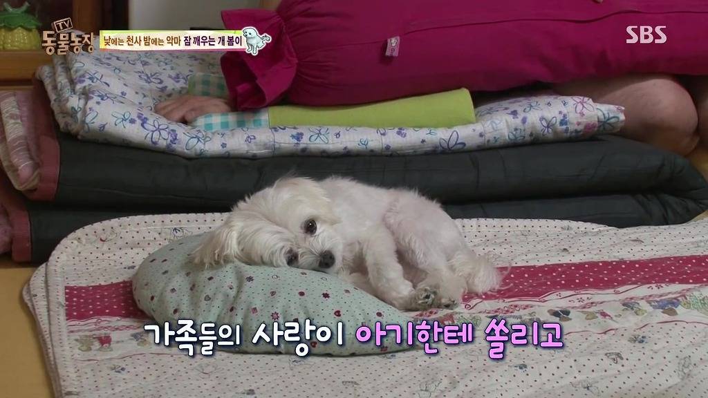 [동물농장] 새식구 들어온 후 우울해진 봄이.jpg | 인스티즈