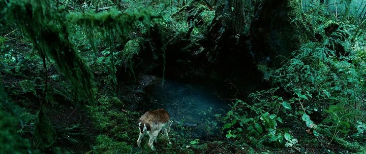 [영화] 얼음보다 차갑고 빛보다 빠른 그들이 온다. 트와일라잇 1 | 인스티즈
