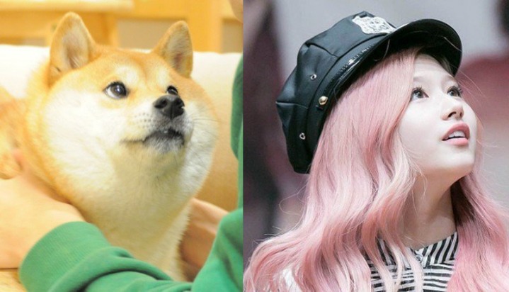 댕댕이닮은 사나 모음 | 인스티즈