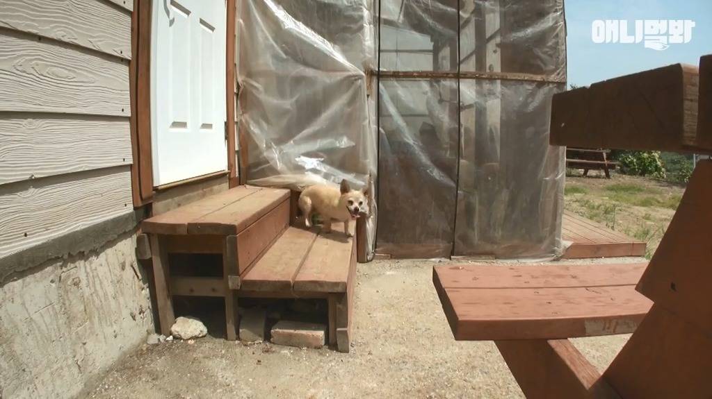 혼자 버스타고 지인 만나러가는 강아지 | 인스티즈