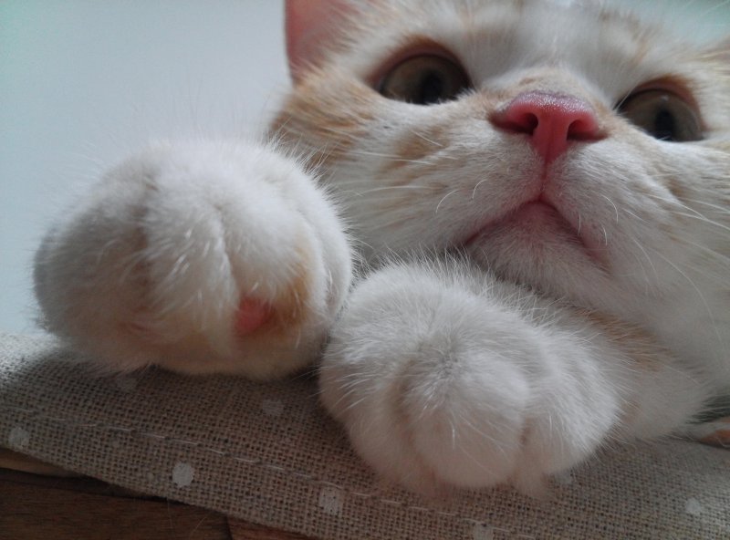 횐님들의 심장을 파괴하러 고양이가 왔습니다.jpg (심장주의) | 인스티즈