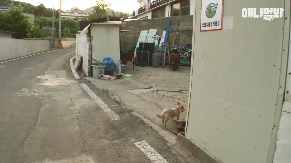 혼자 버스타고 지인 만나러가는 강아지 | 인스티즈