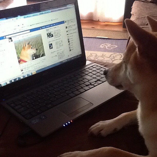 댕댕이닮은 사나 모음 | 인스티즈