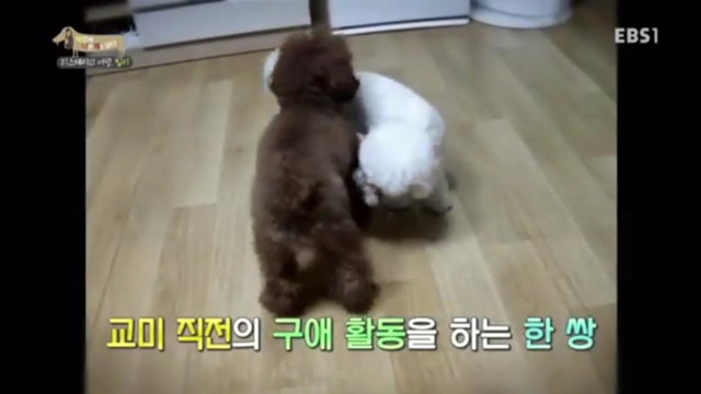 인간에 의해 강제교배당하는 강아지들(부제:강제교배는 강간과 다름없다) | 인스티즈