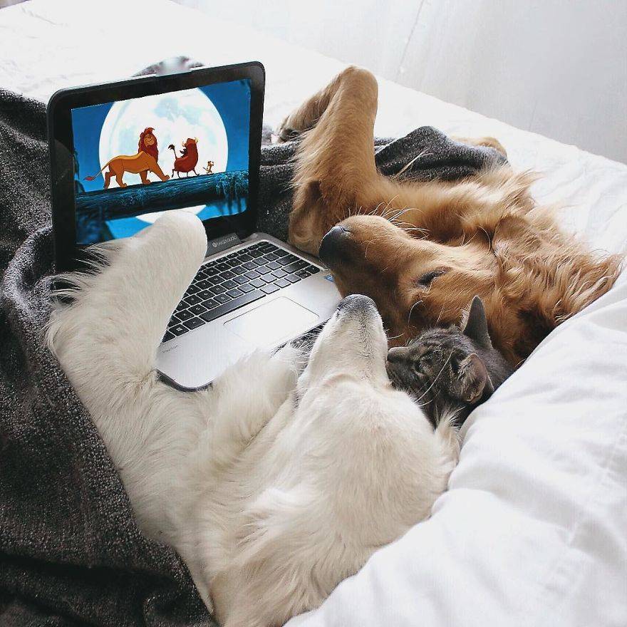 두 골든 리트리버와 고양이의 케미 | 인스티즈