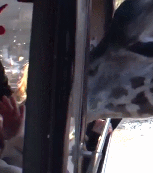 놀라는 사나도 탱. 샤샤샤 | 인스티즈