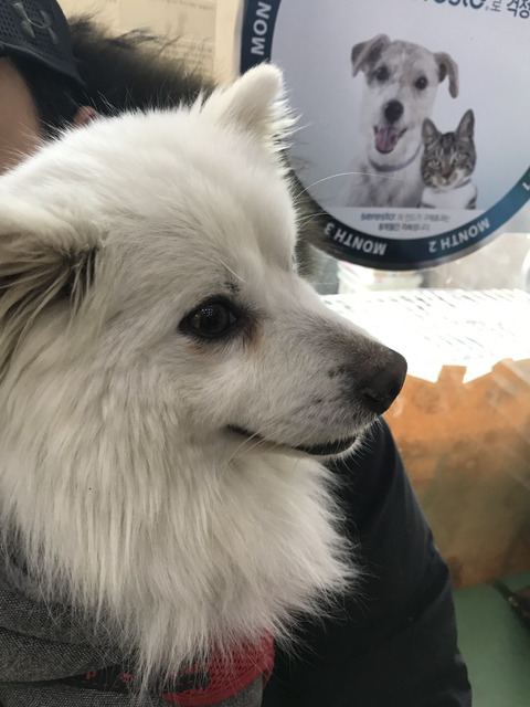 한파에 살아남아 구조된 겨울이가 봄이 오는 것을 볼 수 있게 도와주세요ㅠㅠ | 인스티즈