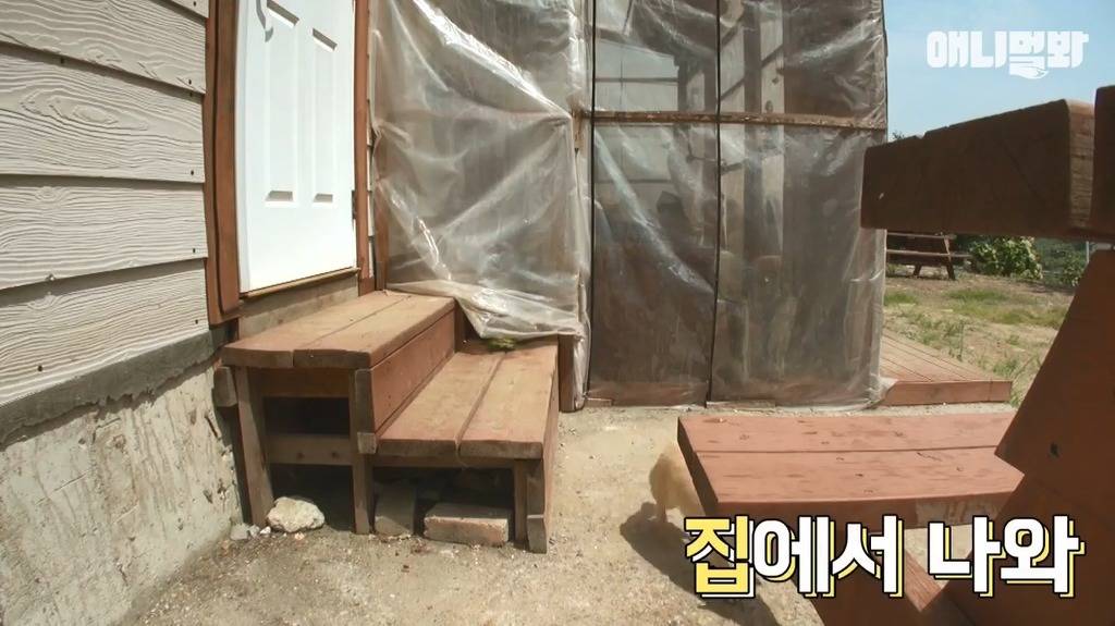 혼자 버스타고 지인 만나러가는 강아지 | 인스티즈