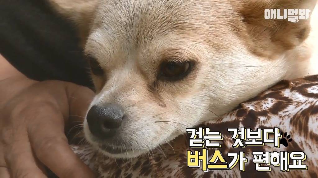 혼자 버스타고 지인 만나러가는 강아지 | 인스티즈