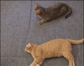 나만 없어 고양이 나만... | 인스티즈