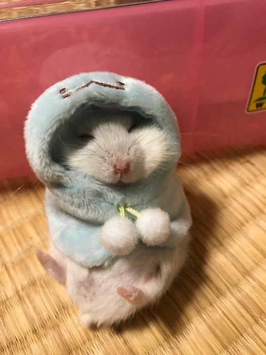 일본에서 화제라는 판쵸햄스터.jpg | 인스티즈