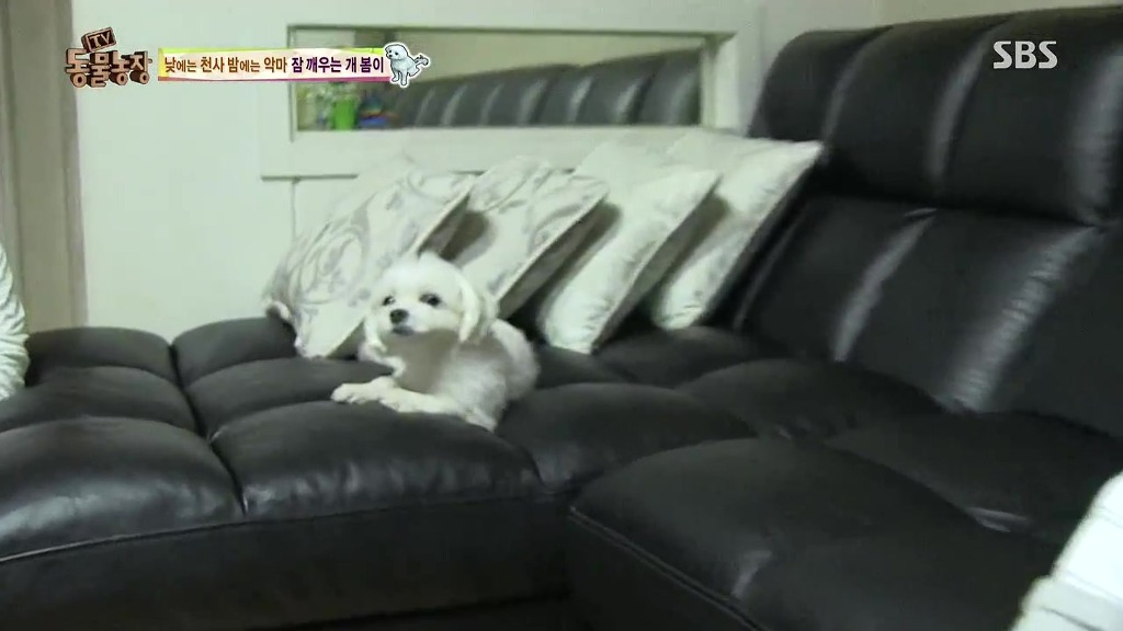 [동물농장] 새식구 들어온 후 우울해진 봄이.jpg | 인스티즈