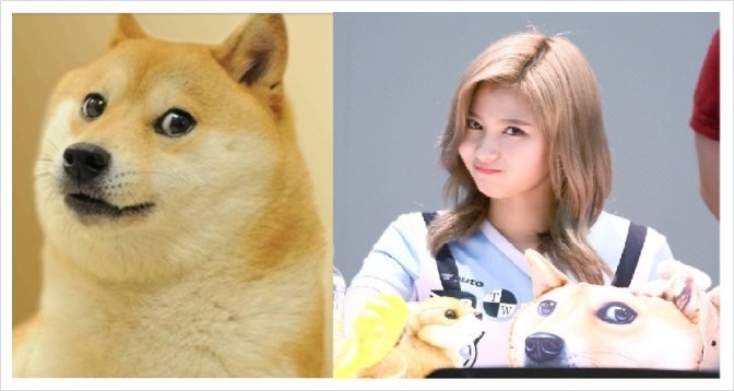 댕댕이닮은 사나 모음 | 인스티즈