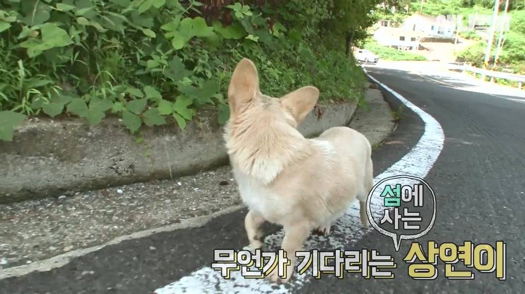 혼자 버스타고 지인 만나러가는 강아지 | 인스티즈