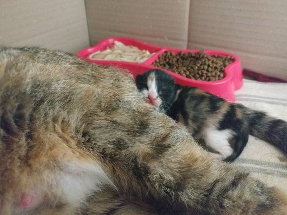 [다섯번째] [출산했음] 살고싶어서 임신한 몸으로 사람 따라온 고양이.. | 인스티즈