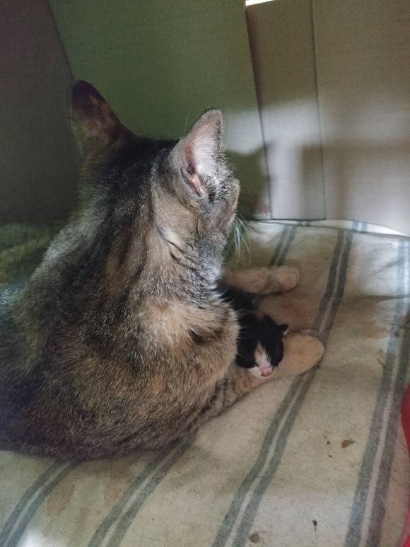 [다섯번째] [출산했음] 살고싶어서 임신한 몸으로 사람 따라온 고양이.. | 인스티즈