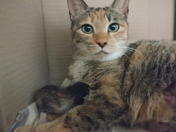 [다섯번째] [출산했음] 살고싶어서 임신한 몸으로 사람 따라온 고양이.. | 인스티즈