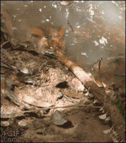 잠자는 뱀 건드려보기 | 인스티즈