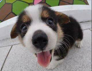 귀여운 강아지들 근접샷 모음 | 인스티즈