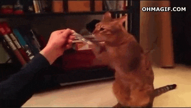 고양이의 이상한 행동 | 인스티즈