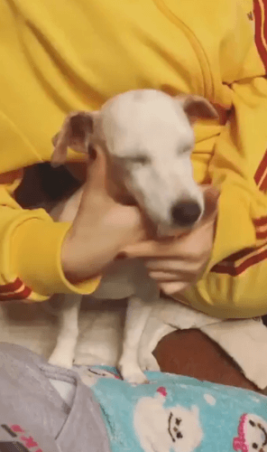 모모가 키우는 강아지 특징.gif | 인스티즈